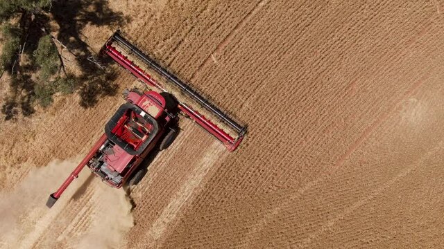 Aerial footage of wheat being harvested by Red Combine harvester. Grain is collected in the hopper. Agriculture, cereal and biofuel concepts.