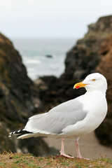 seagull on a rock