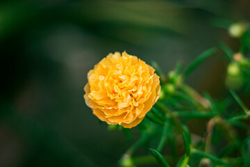 Close-Up,Yellow flower on blur background.