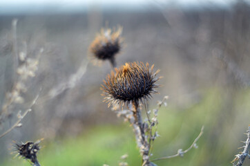 Photo of thorny weed in the field