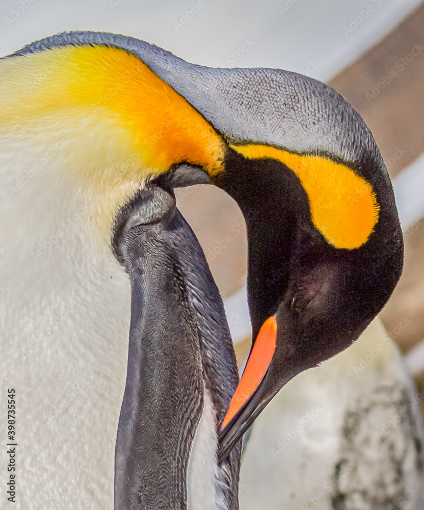 Wall mural king penguin with colorful breeding feathers preening