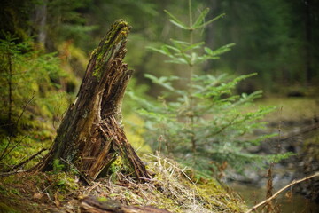 Naklejka na ściany i meble Rotten tree stump in the pine forest, non urban scene, beautiful wild nature without people