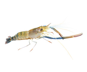 Fresh prawns, river prawns that live in freshwater, natural tropics, river prawns that live in freshwater, natural (Macrobrachium rosenbergii) Top view. isolated on white background. Clipping path.