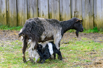 black and white kid suckles on a mother goat