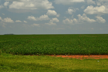 soy plantation devastating the cerrado