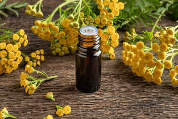 A dark bottle of common tansy essential oil with fresh blooming Tanacetum vulgare