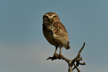 owl on a branch