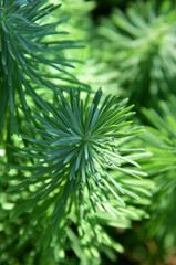 Pine branches on blurred background