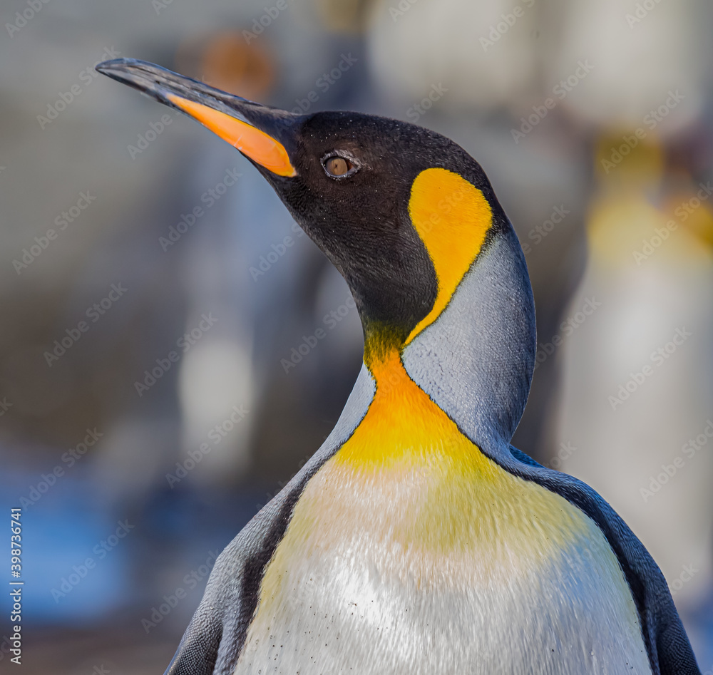 Wall mural profile facing left of king penguin with colorful breeding feathers