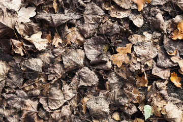 Tekstura z jesiennych liści