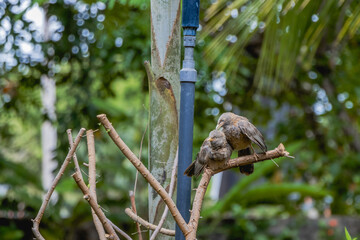 two yellow billed babbler birds on dead tree 