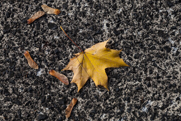 Jesienny liść klonu na drodze asfaltowej
