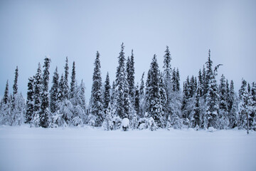 Snowy landscape in Lannavaara, Sweden (Lapland)