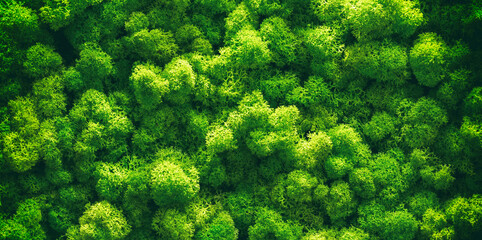 Green moss on old office floor. interior design. top view close up