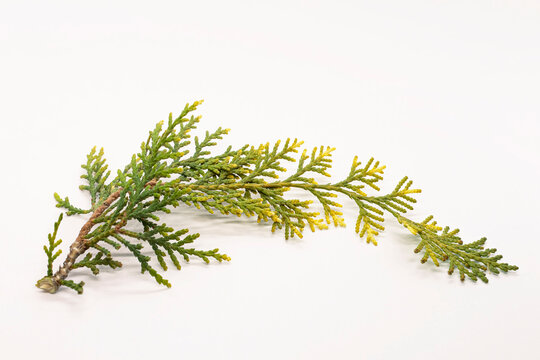 Thuja branch. Coniferous tree twig in autumn. White background. Close-up. A twig with pine needles aroma. Aroma therapy