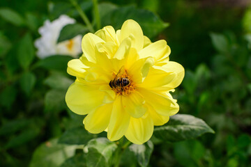 One beautiful large yellow dahlia flower in full bloom on blurred green background, photographed with soft focus in a garden in a sunny summer day.