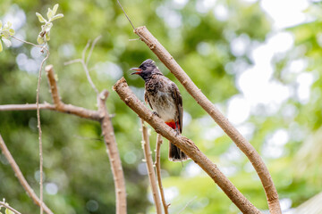 bird on a branch