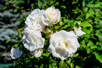 Large bush with many delicate white roses and green leaves in a garden in a sunny summer day, beautiful outdoor floral background photographed with soft focus.