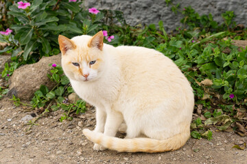 Obraz premium siamese red point cat outdoors
