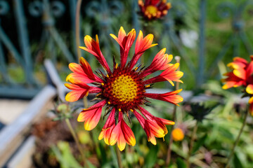 One vivid yellow and red Gaillardia flower, common known as blanket flower,  and blurred green leaves in soft focus, in a garden in a sunny summer day, beautiful outdoor floral background.