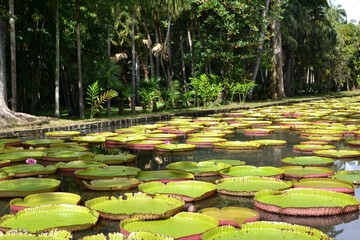Fototapeta premium Mauritius, water Lily, Botanical garden