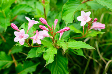 Many light pink flowers of Weigela florida plant with flowers in full bloom in a garden in a sunny spring day, beautiful outdoor floral background photographed with soft focus.