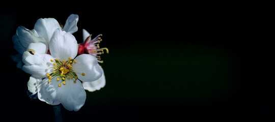 almond blossom.Cherry Blossom.