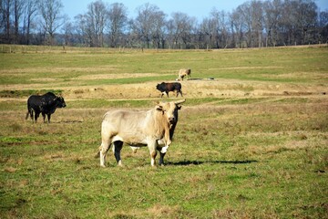 cows in the field