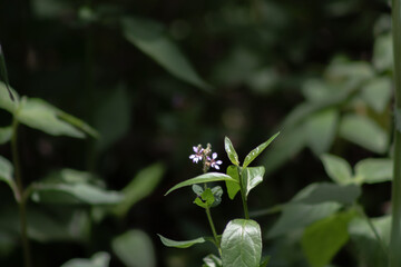 Flora del río