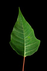 Green Christmas star Poinsettia leaf portrait front view close up isolated on black