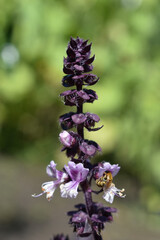blooming Basil and a bee on it