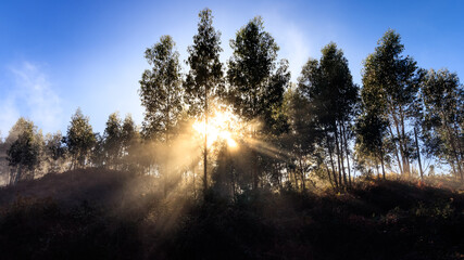 Foggy landscape in forest with light flashes, trees and blue sky.
