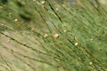 Fragrant mouse peas