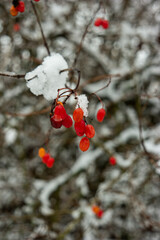 Frozen snow covered red forest berries close up shot shallow depth of field