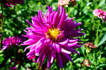 Close up of one beautiful large vivid pink magenta dahlia flower in full bloom on blurred green background, photographed with soft focus in a garden in a sunny summer day.
