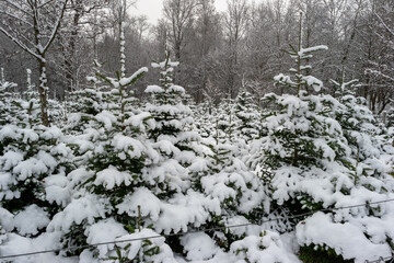 Snowy Christmas tree nursery farm in the forest after fresh snowfall cloudy daytime Switzerland