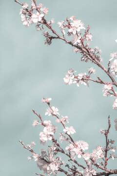 Spring blossom cherry tree flower branches | chinese photo style 