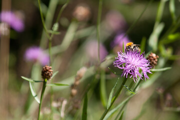 Hummel auf Blüte