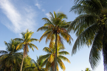 Fototapeta na wymiar beautiful landscape in a sunny day full of coconut trees with a blue sky
