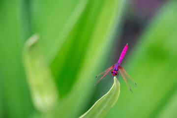 red dragonfly on a leaf