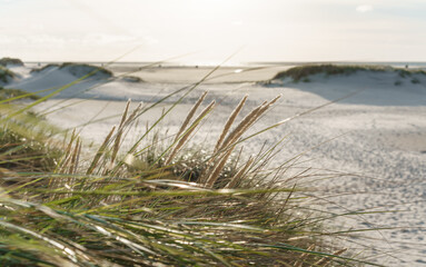 Dünengras am breiten Nordseestrand