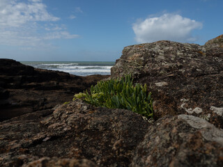 Fototapeta na wymiar Plante grasse sur rocher bord de mer