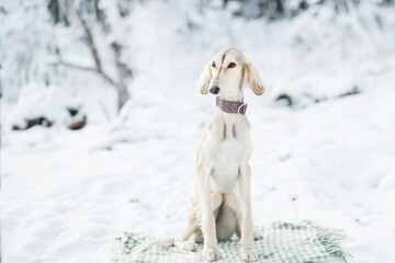 Saluki in winter forest sitting on plaid