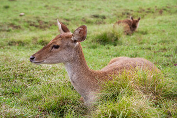 The Javan Rusa Or Sunda Sambar Or Rusa Timorensis
