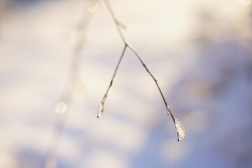 Dry grass in ice on a white snowy field.