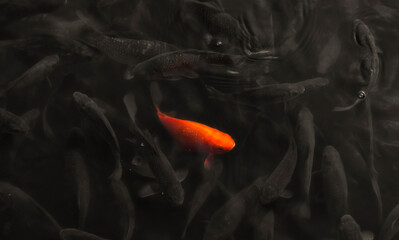 Red koi fish in the pond.