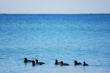 日本の海　由比ガ浜のカモ