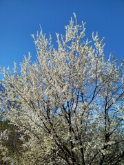 blooming tree