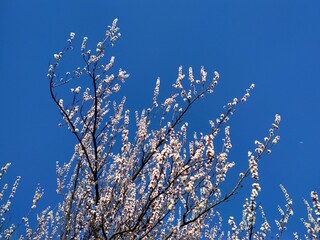 blue sky and grass