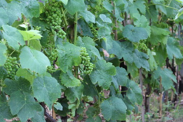 Close up of grapes in the vineyard